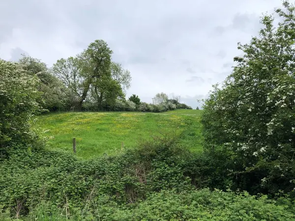 Hawthorn hedge Crataegus monogyna Mayıs ayında, Kuzey Yorkshire, İngiltere, Birleşik Krallık