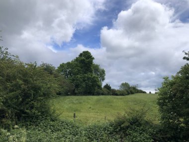 Haziran ayı başlarında, İngiltere 'nin Kuzey Yorkshire kentinde ağaçlar, çalılar ve bir çim tarlası bulunan tarım arazileri