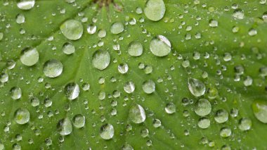 Alchemilla mollis. Haziran 'da Lady' s Mantle. Bitkisel uzun ömürlü, yumuşak kıllı, açık yeşil yapraklı, deniz taraklı ve dişli kenarlı bir yığın oluşturur. Küçük, parlak sarı çiçekler. Birleşik Krallık 