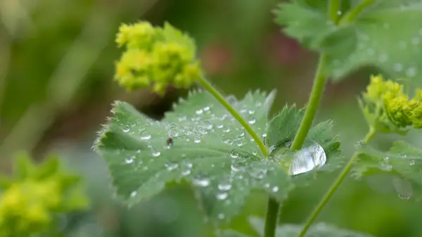 stock image Alchemilla mollis. Lady's mantle in June. Herbaceous perennial forming a clump of softly hairy, light green leaves with scalloped and toothed edges. Small, bright yellow flowers. United Kingdom 