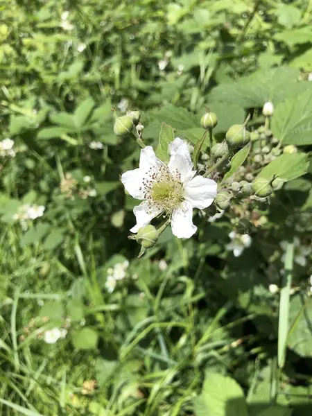 stock image Hedgerow brambles on a warm sunny day in North Yorkshire, England, United Kingdom. (Rubus fruticosus) Hardy and determined, the bramble uses powerful roots to grow rapidly in almost any environment