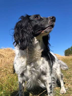 Springer Spaniel, güneşli bir günde, hasat zamanı, İngiltere 'nin Kuzey Yorkshire şehrinde bir sakal tarlasında.