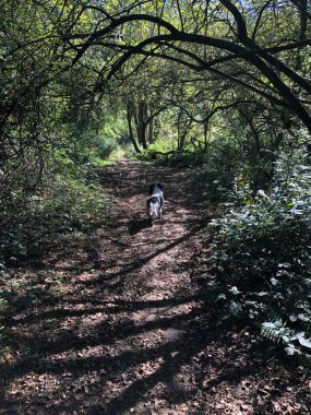 Springer Spaniel köpeği İngiltere 'nin Kuzey Yorkshire şehrinde Eylül ayının güneşli bir gününde bir orman yolunda yürüyor.