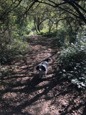 Springer Spaniel köpeği İngiltere 'nin Kuzey Yorkshire şehrinde Eylül ayının güneşli bir gününde bir orman yolunda yürüyor.