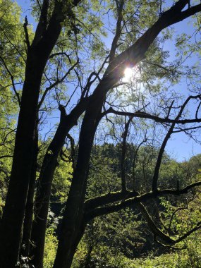 Güneşli bir günde ağaç gövdesi Kuzey Yorkshire, İngiltere, Birleşik Krallık