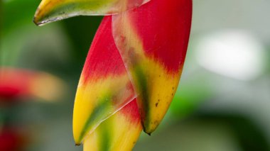 Hanging Lobster Claw flower, also known as the False Bird of Paradise, Heliconia rostrata. Thailand clipart