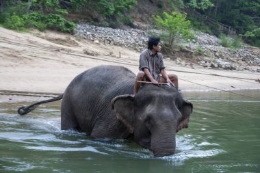 Kanchanaburi, Thailand - April 6, 2011: Man with Asian Elephant in the River Kwai. clipart