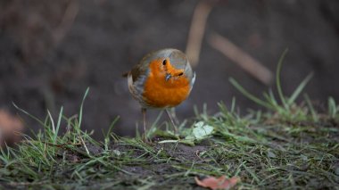 Robin Erithacus Rubecula İngiltere 'de Kasım ayında bir bahçede