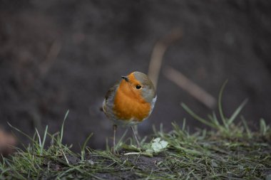 Robin Erithacus Rubecula İngiltere 'de Kasım ayında bir bahçede
