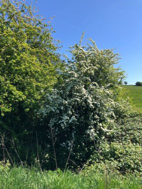 Hawthorn çalılığı Mayıs ayı başlarında, kurak koşullarda, Kuzey Yorkshire, İngiltere, Birleşik Krallık