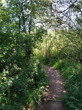 İngiltere 'nin Kuzey Yorkshire kırsalında bir patika.