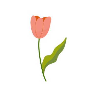 El çizimi basit pembe lale çiçeği, yaz bitkisi beyaz izole edilmiş arka plan vektörü