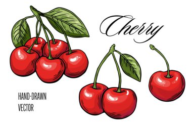 Çilek çizimi seti, gravür. Renkli. Meyve vektörü beyaz arkaplanda izole edildi