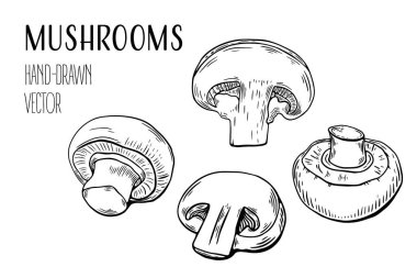 Sketch set şampiyonu mantarları, gravür. siyah beyaz çizgi sanatı. Beyaz arkaplanda izole edilmiş vektör