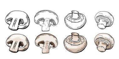 Sketch set şampiyonu mantarları, üzerine renk işlenmiş. siyah ve beyaz çizgi çizimi