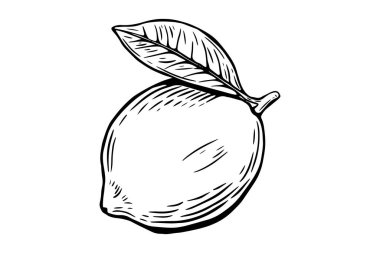 Karalama limonu, gravür ve siyah beyaz çizgi. Meyve vektörü beyaz arkaplanda izole edildi