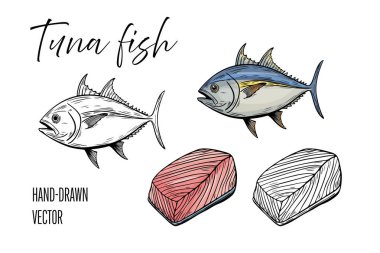 Deniz ürünleri, ton balığı. Çizgi çizim vektörü, El çizimi yiyecek. 