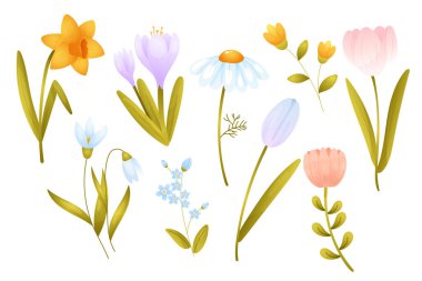 Bahar çiçekleri dizisi. Bahçe ya da orman çiçekleri nergis, lale, papatya, kartopu, kruvazör