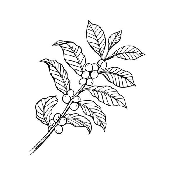 Engraving, branch with coffee beans, vector illustration in color and line sketch