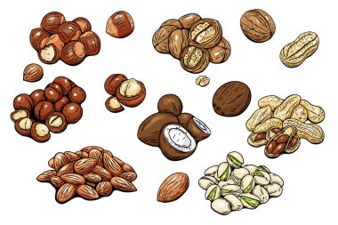 Renkli el çizilmiş fındık koleksiyonu beyaz arkaplanda izole edildi