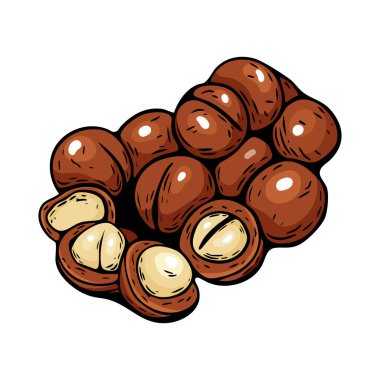 Macadamia fındık vektör illüstrasyonu elle çizilmiş gerçekçi biçimdedir