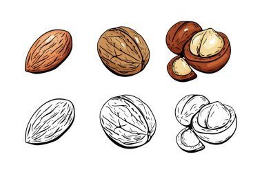 Renkli ve ana hatlı fındık çizimleri badem, ceviz ve macadamia dahil. Gıda ambalajı, menüler, etiketler veya tasarım projeleri için mükemmel.