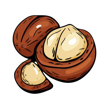 Gerçekçi ve stilize oymacılıktaki Macadamia fındık vektör çizimi, yemek paketleme, menü tasarımı ve sağlıklı beslenme görselleri için mükemmel.