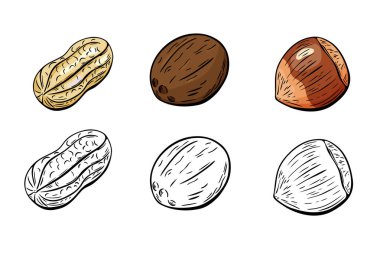 Tam renkli ve taslak çizimli üç fındık tipinin vektör çizimleri. Gıda etiketleme, ambalaj ve boyama sayfaları için mükemmel.