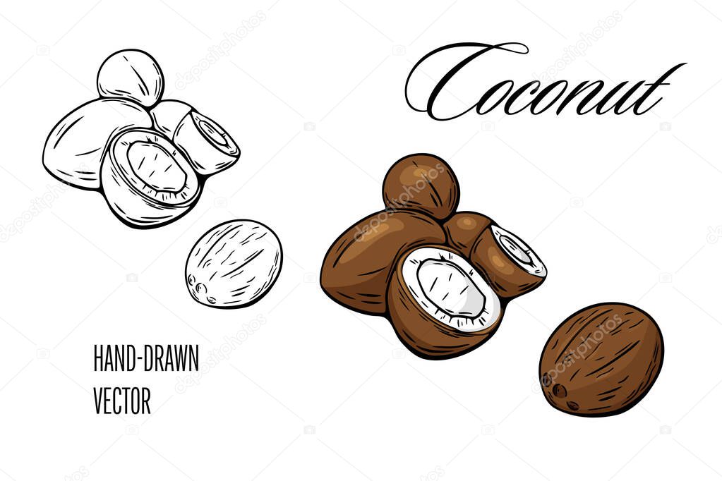 Vector image of coconuts with hand drawn style in color and black line. Useful for packaging, logos, labels, and tropical branding.