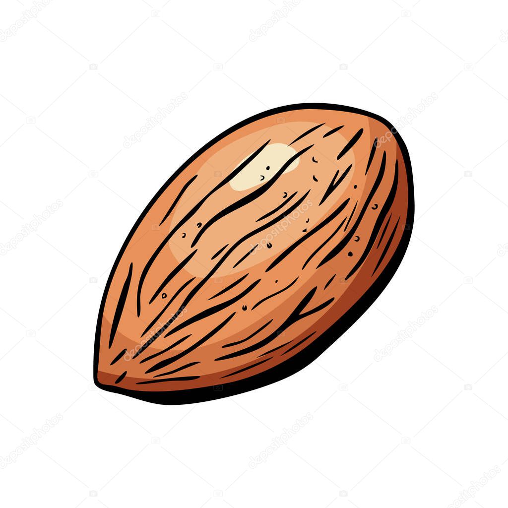 Illustrated almond in full color vector. Great for logos, food packaging, ingredient icons and healthy snack branding.