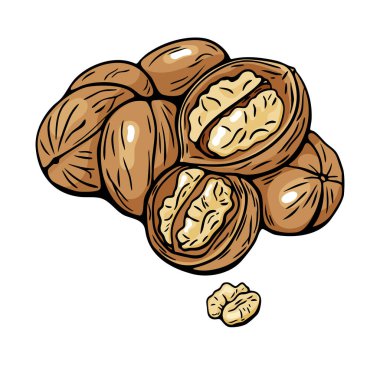 Renkli ceviz kümesi vektör oymacılığı tarzında. Atıştırmalık tasarımı, gıda ambalajı ve malzeme çizimleri için mükemmel..