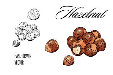 Fındıkların renk ve siyah-beyaz çizimi sanat tarzında gıda projeleri ve renklendirme için harika..