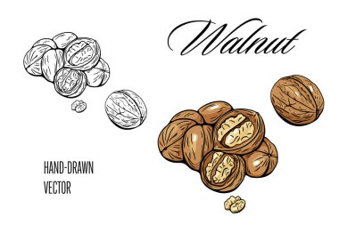 Hem renkli hem de siyah-beyaz çizgili ceviz tasviri, boyama sayfaları ve besin çizimleri için ideal.