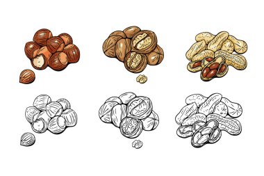 Fındık, ceviz ve fıstıkların renk ve çizgi çizgisi çizimleri yemek tasarımı ve boyama kitapları için mükemmel..