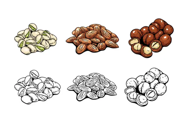 Badem, şam fıstığı ve macadamia fındığı renkleri ve besin tasarımı ve boyama için elde çizilmiş sanat eserleri..