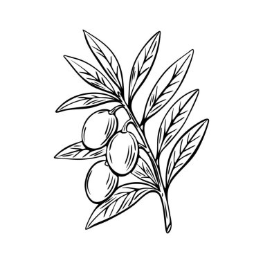 Akdeniz usulü oyulmuş zeytin dalı vektörü. Organik gıda ambalajı, etiketleme ya da markalaştırma için ideal..