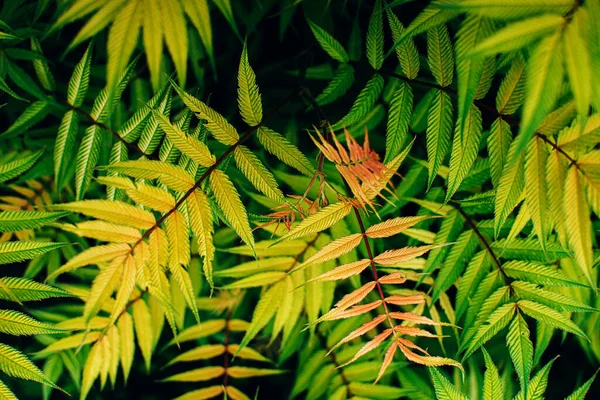Widok Góry Świeżych Zielonych Liści Roślin Żółtym Gradientem Bujne Liści — Zdjęcie stockowe