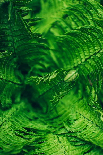 Zbliżenie Piękne Świeże Zielone Paprocie Liście Naturalne Kwiatowe Tło — Zdjęcie stockowe