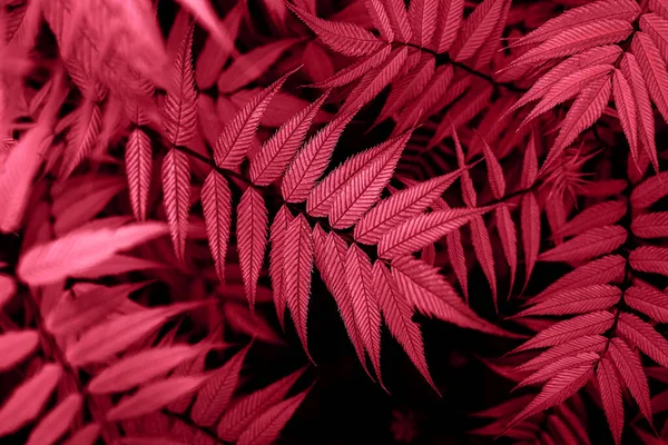 Trendy Χρώμα 2023 Viva Ματζέντα Κόκκινο Τονισμένο Φυτό Φύλλα Πλούσια — Φωτογραφία Αρχείου