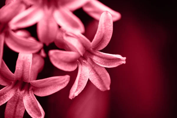 Закройте Макро Модного Цвета 2023 Viva Пурпурный Красный Тонированный Гиацинтовый — стоковое фото