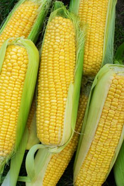 Taze hasat edilmiş mısır arka planının üst görüntüsü.
