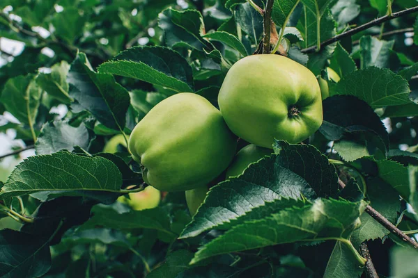 stock image Green apples on the orchard tree with green leaves low angel.