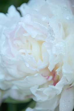 Close up view of beautiful blooming white peony flower head natural floral background.