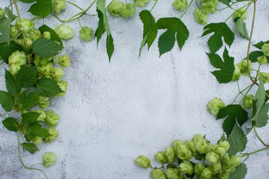 Yaprakları ve çiçekleri gri arkaplan üzerinde kopyalama alanı olan hop bitki dalının üst görünümü.