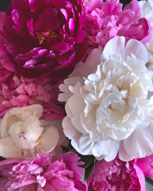 Güzel pembe ve beyaz şakayık çiçekleri çarpıcı bir çiçek kırıntısı oluşturuyor.