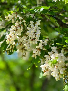 Güzel beyaz akasya çiçekleri baharda bir ağaç dalında çiçek açıyor.
