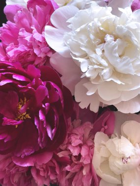 Güzel pembe ve beyaz şakayık çiçekleri çarpıcı bir çiçek kırıntısı oluşturuyor.