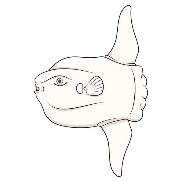 鱼的月亮 软体动物的颜色图解 白色背景上的孤立矢量物体 — 图库矢量图片