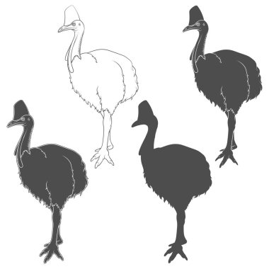 Cassowary kuşu, Casuarius 'lu siyah beyaz çizimler. Beyaz arkaplandaki izole vektör nesneleri.