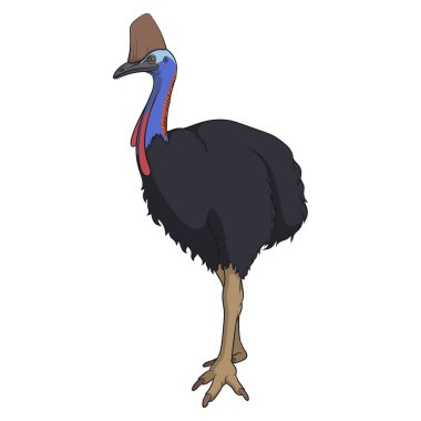 Cassowary kuşuyla renk çizimi, Casuarius. Beyaz arkaplandaki izole vektör nesnesi.